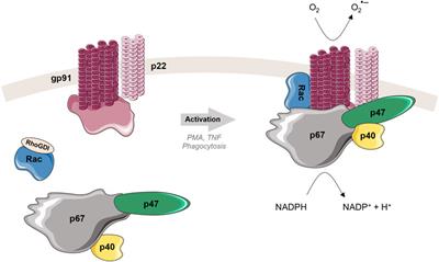 From TNF-induced signaling to NADPH oxidase enzyme activity: Methods to investigate protein complexes involved in regulated cell death modalities